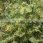 Finest Grade Organic Fennel Seeds From India