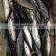 Small size sea frozen bonito fishing products