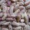 Agricultural Products-Chinese New Crop Light Speckled Kidney Beans With Good Quality                        
                                                Quality Choice