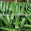 Frozen IQF Okra with high quality