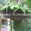 Chinese sunflower seed kernel 5009/0409/3638/363 fengkui type
