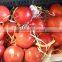Fresh Pomegranate Fruit Supplier in India / Malaysia / Singapore / Dubai / Maldives / Sri Lanka