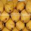 Egyptian Sweet Mango with little Fiber (Kit-Kent)