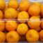 fresh orange for sale valencia orange price
