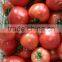 Fresh Tomato Exporter From China