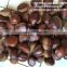 2016 new crop fresh chestnuts HACCP Gap Kosher EU standard