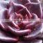 Echeveia 'Black Prince' of succulent plants