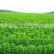 Wholesale Pure Organic RA99 99% Stevia Extract Reb A Powder
