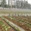 irrigation sprinkler hose/tape/pipe in garden and greenhouse agriculture