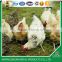 Hexagonal wire netting/ chicken poultry farms fence