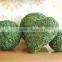Ribbon soften natural art moss from Chinese forest and mountain