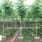 Bauhinia variegata landscaping trees