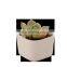 Succulent plant pot white mini simple style square ceramic basin ceramic vase