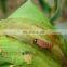PrGV + Bt destroy these pests and effective treatment