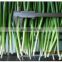 Sinocharm 2022 New Season BRC A Approved 5MM Cut IQF Frozen Chopped Spring Onion