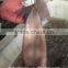Landing frozen Illex Squid body with size 400 - 600g