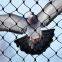 Anti Bird Net 38mm Poultry Game Pheasant 1.5