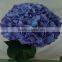 Cheap and good quality festival decorative fresh cut flowers hydrangea