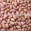 long type peanut kernel