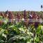 red sorghum for animal feed