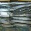 frozen pacific saury for bait fishing