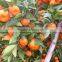 Citrus orange baby mandarin orange with wholesales price