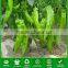 JP05 Smooth green skin planting seeds for green pepper seeds, hot pepper seeds