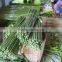 bamboo sticks pole shape for plant tree nursery support