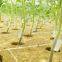 Transparent Plant Grafting Clips Silicon Grafting Clips for Medical use Gardening Tools Tomato Grafting Clips