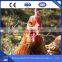  China Hexagonal Wire Mesh Chicken Wire For Small Bird Cage Wire Mesh