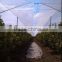 farm orchard plastic rain protection cover