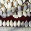 Factory Supplying Snow White Pumpkin Seeds in Shell