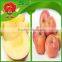china fuji apples best price fuji apple fruit market prices apple
