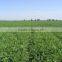 High Germinaiton Rate Licorice Root Seed Glycyrrhiza Uralensis Seeds For Cultivation