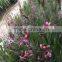 Oncidium hybridum