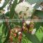 EUCALYPTUS GLOBULUS OIL 70%
