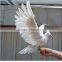 Stand sideway white homing pigeons for sale