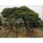 artificial pine tree