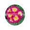 Free Sample Natural Primula Extract Powder With Best Price
