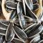 5009 specifications raw snack market ton price for sunflower seed