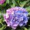 High grade OEM supplier of hydrangeas flower
