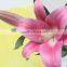 Alibaba china best selling low price for lilies flowers