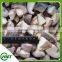 Frozen Cultivated Sliced Shiitake Mushroom