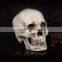 PVC animal skull figures,Plastic human skull figurines,skull model,