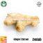 Professional manufacturer supply pure ginger P.E.