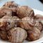 fresh potato importers taro in middle east