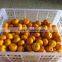 Juicy Baby Mandarin orange , Shatang orange