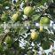 Chinese fresh early su pear with best price for export