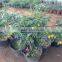 fresh seedless sweet orange tree seedling