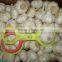 High Quality & Competitive Price & Best Taste of Jinxiang Garlic